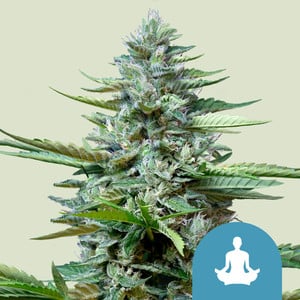 Fast Eddy - Cannabissorte