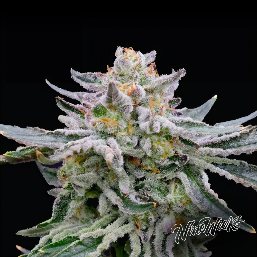 Sunset Purr - House of Seeds