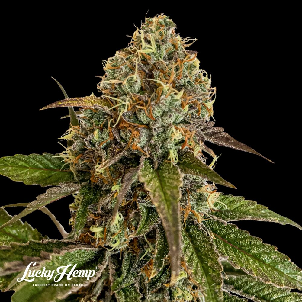 Sunset - Cannabissorte