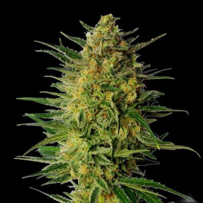 AK 420 - Cannabissorte