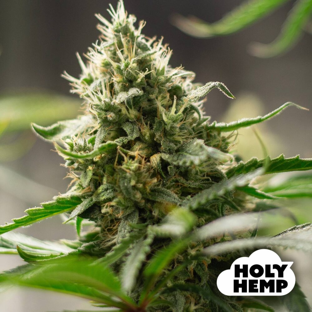 Super Lemon Haze - House of Seeds