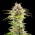 OG Kush - Cannabissorte