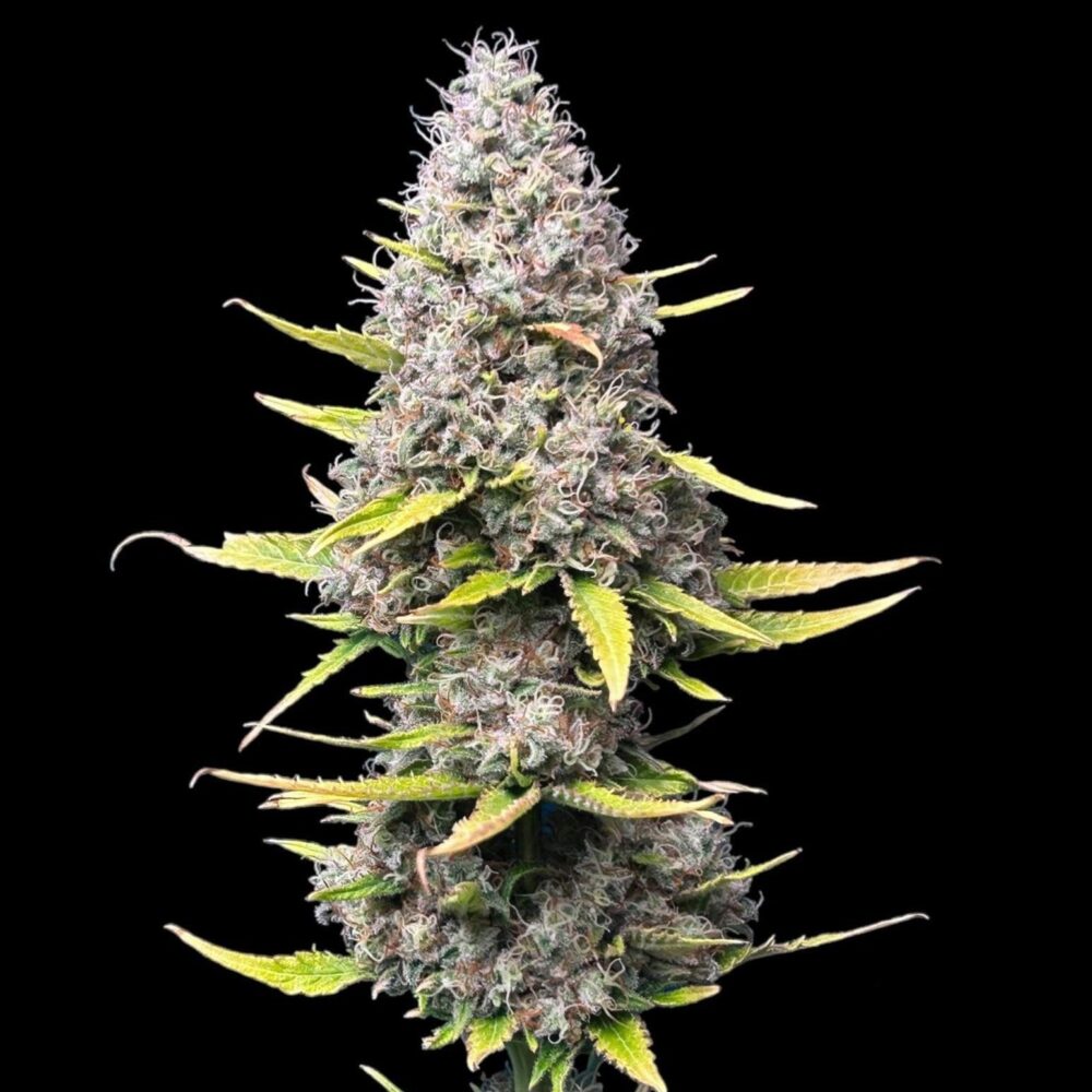 Super Silver Haze - Cannabissorte