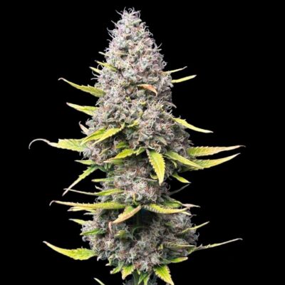 Super Silver Haze - Cannabissorte