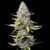 Super Silver Haze - Cannabissorte