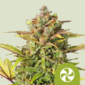 Sweet ZZ Auto - Royal Queen Seeds