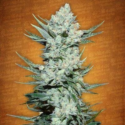 Tangie Matic Auto - Hanfgarten