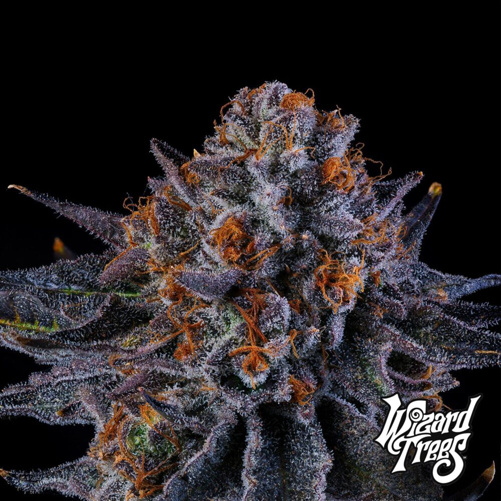 Tea Time - House of Seeds
