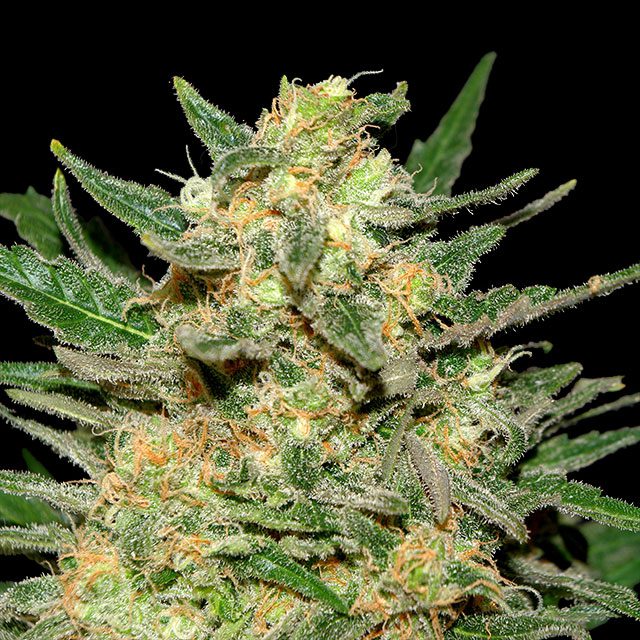 Thai Fantasy - Cannabissorte