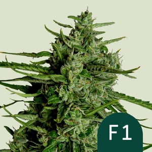 Titan F - Royal Queen Seeds