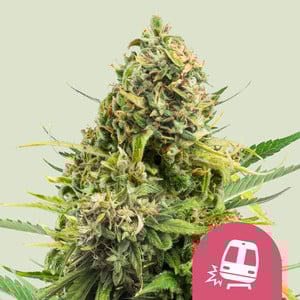 Trainwreck - Cannabissorte