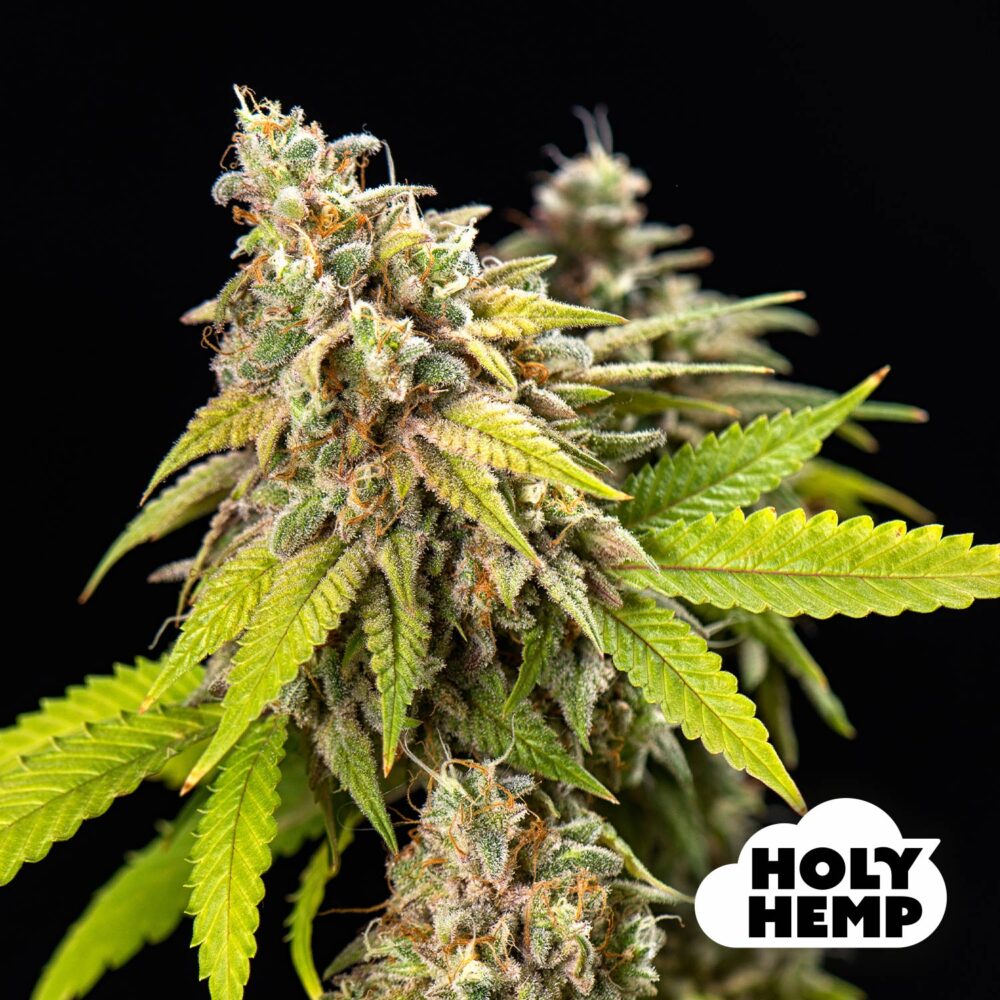 UK Cheese - House of Seeds