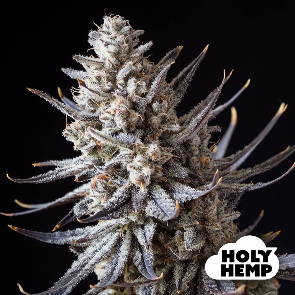 Vanilla Gelato - House of Seeds