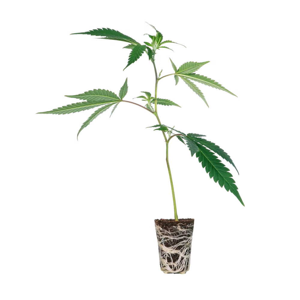 Wappa Steckling - 1 Steckling - Lucky Hemp