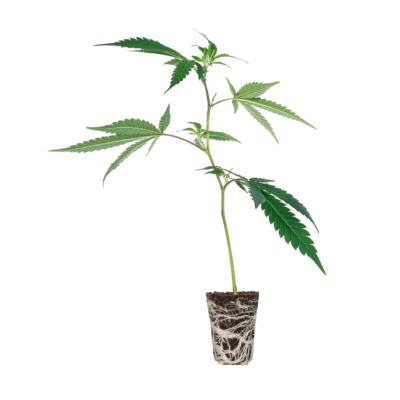 Wappa Steckling - 1 Steckling - Lucky Hemp