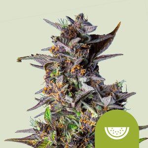 Watermelon - Cannabissorte