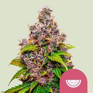 Watermelon - Royal Queen Seeds