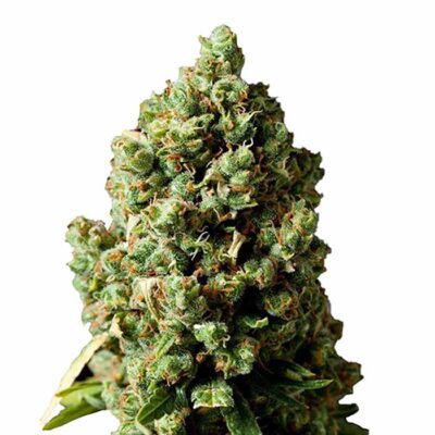 Wedding Cake 040 Autoflowering Indica Cannabis Samen – Premium Seed - Indica - CBD 040
