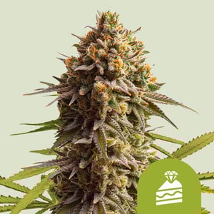 Wedding Cake Auto - Royal Queen Seeds