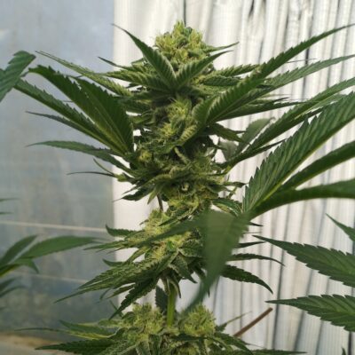 Wedding Cheesecake - Cannabissorte