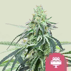 Wedding Gelato - Royal Queen Seeds