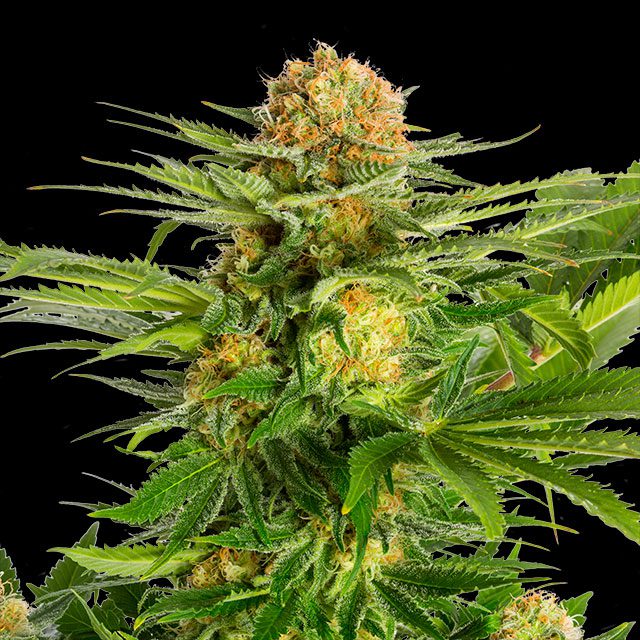 White Domina - Cannabissorte