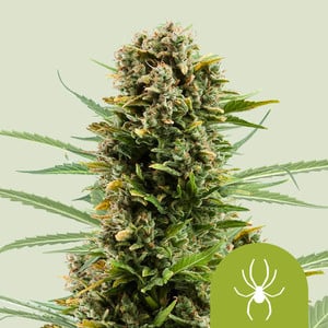 White Widow Auto - Royal Queen Seeds
