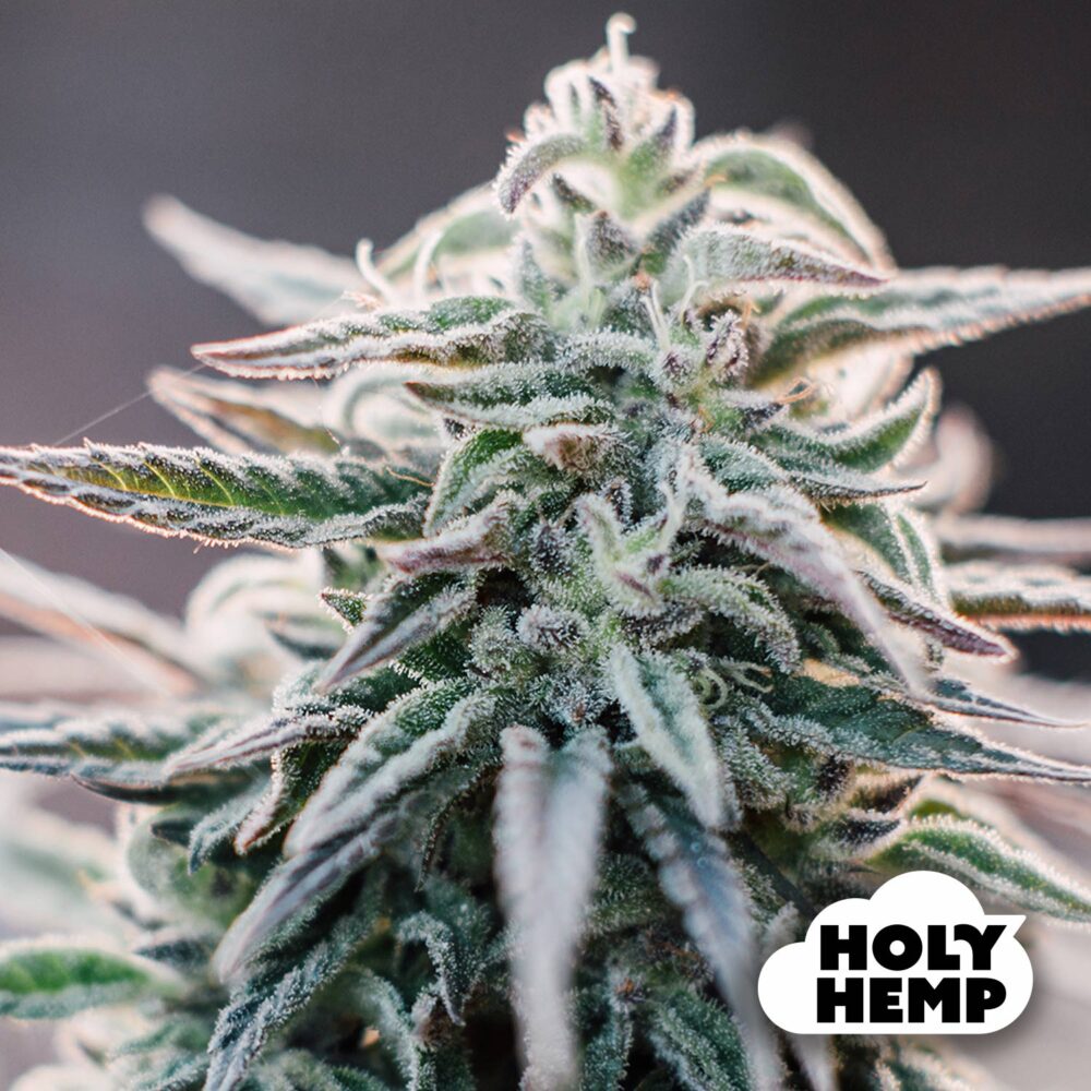 White Widow - House of Seeds