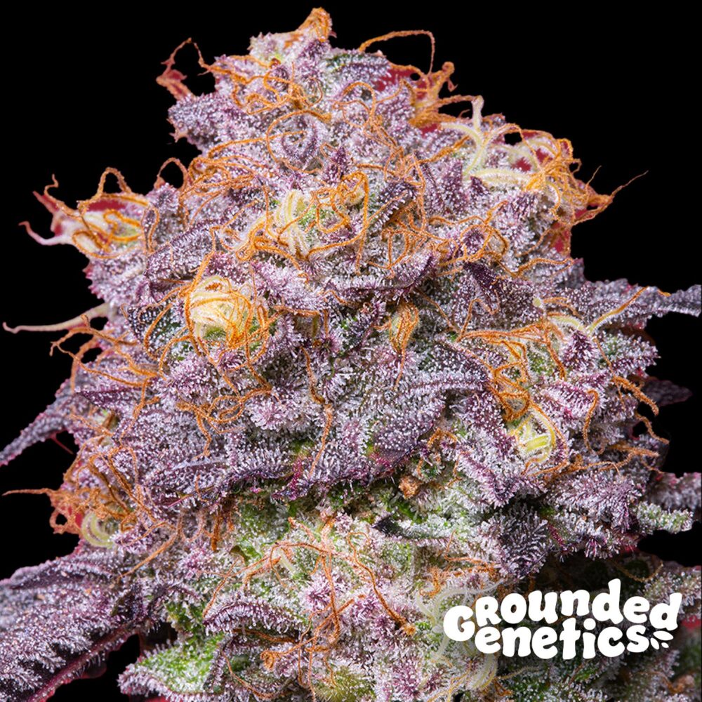 Zerberry - House of Seeds