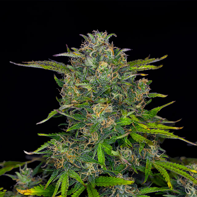 Zkittlez OG - Cannabissorte