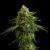 Zkittlez - Cannabissorte