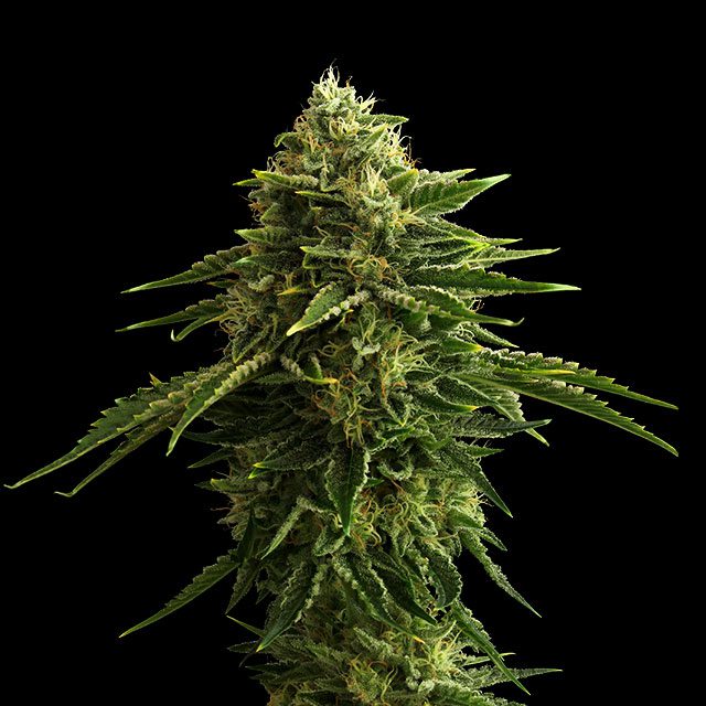 Zkittlez - Cannabissorte