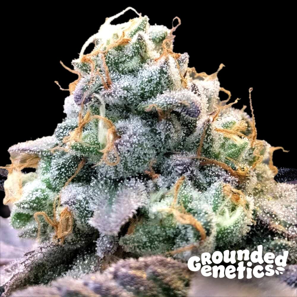 Zlurpi - House of Seeds