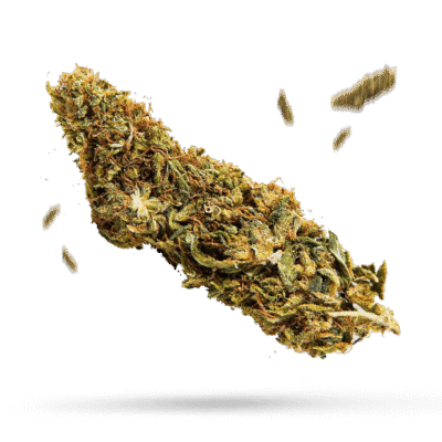 Banana Treez - Cannabissorte