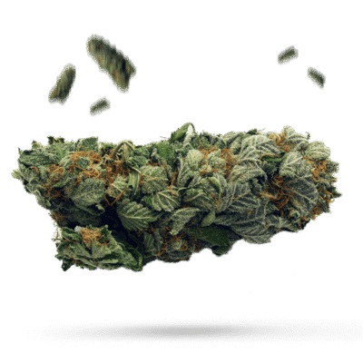 Batgirl - Cannabissorte