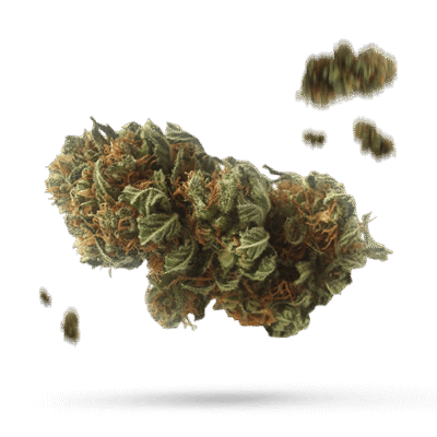 BC King Haze - Cannabissorte