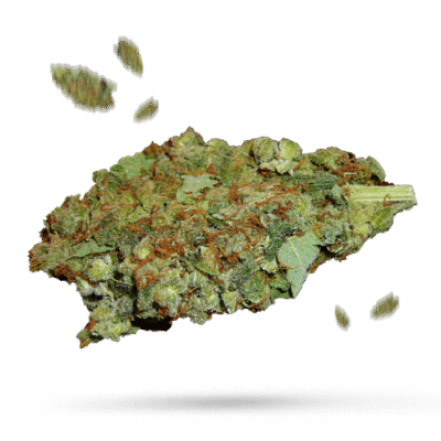 Beaver Tail - Cannabissorte