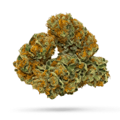 Bedica - Cannabissorte