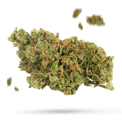 Black Domina - Cannabissorte