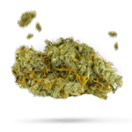 Blackberry Rhino - Cannabissorte
