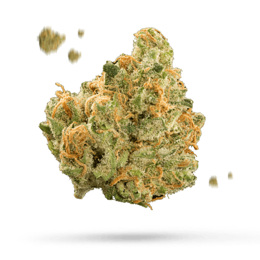 Blood Orange Sorbet - Cannabissorte