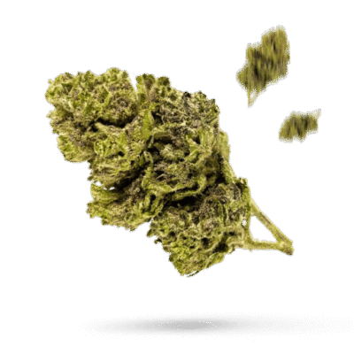 Blue Afghani - Cannabissorte