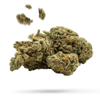 Blue Heron - Cannabissorte