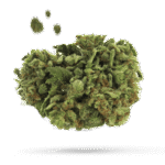 Blue Iguana - Cannabissorte