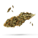 Blueberry Jack - Cannabissorte