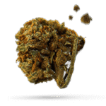 Blueberry Pancakes - Cannabissorte