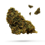 Blueberry Shortcake - Cannabissorte