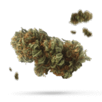 Bog Blue Kush - Cannabissorte