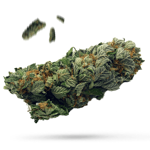 Brains Damage - Cannabissorte