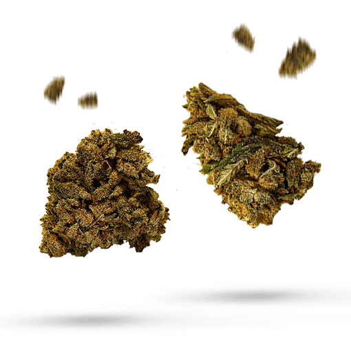 Broke Diesel - Cannabissorte